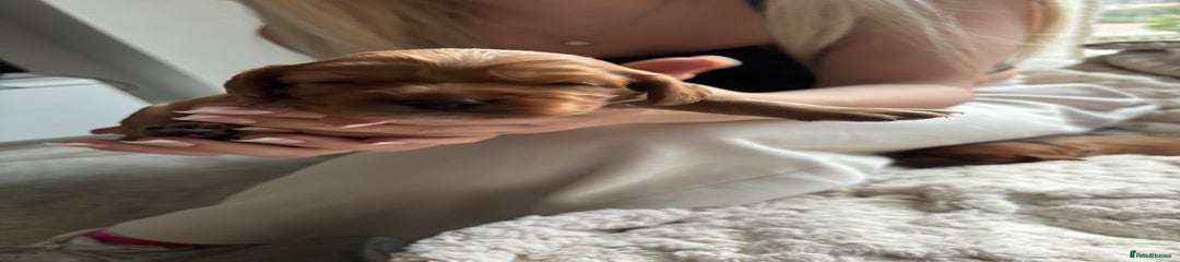 Cockalier Puppy 7
