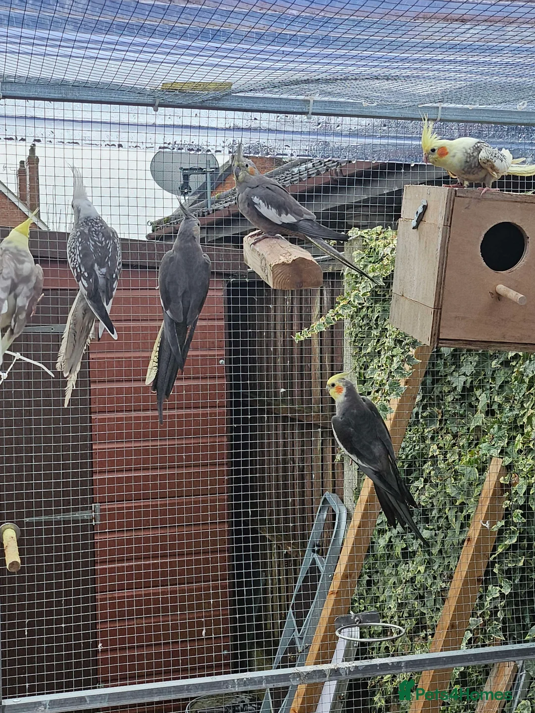 Cockatiels birds for sale: Mixed Cockatiels - Advert 1