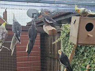 Cockatiels birds Mixed Cockatiels - Advert 2