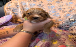 Cocker Spaniel dogs for sale: COCKER SPANIEL LITTER OF 9 IN SCARBOROUGH  - Image 9