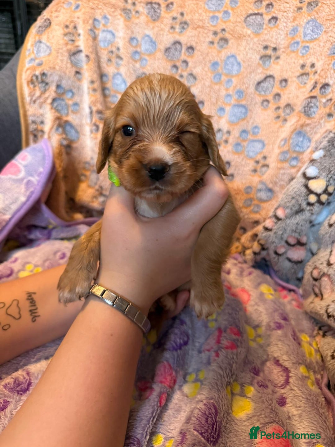 Cocker Spaniel dogs for sale: COCKER SPANIEL LITTER OF 9 IN SCARBOROUGH  - Image 9
