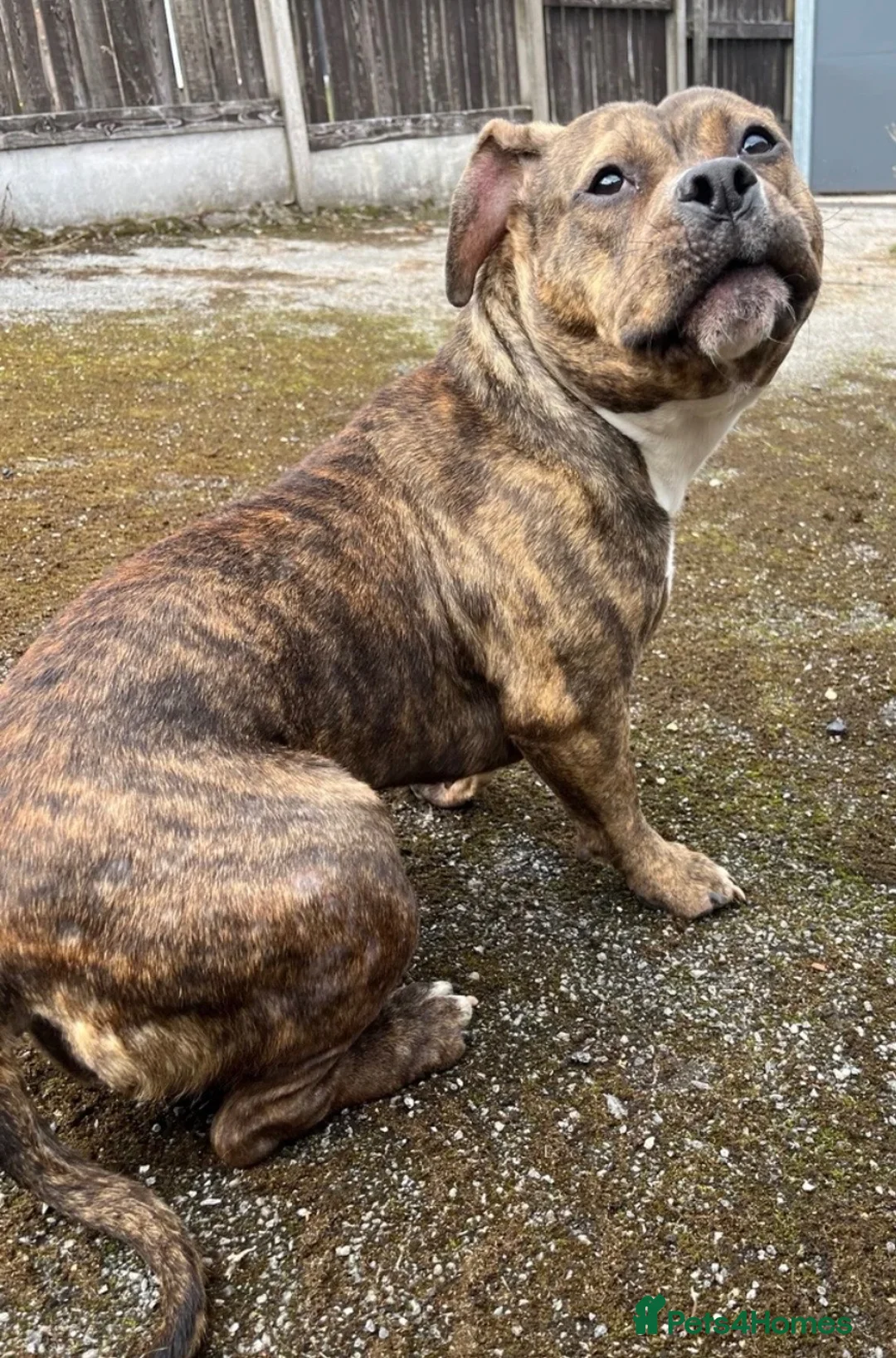 American Bully dogs for sale: Pocket bully girl - Advert 1