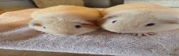 Guinea Pig rodents for sale: Two male cream guinea pigs - Advert 2