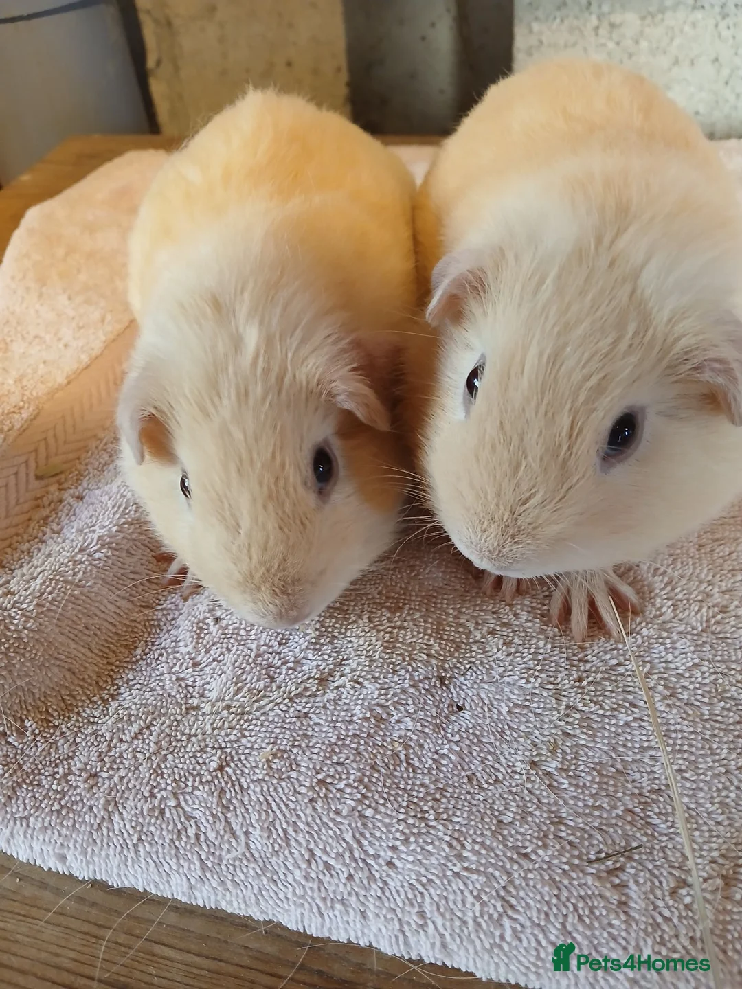 Guinea Pig rodents for sale: Two male cream guinea pigs - Advert 2