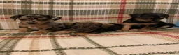 Mixed Breed dogs for sale: Dashund and Yorkshire terrier puppies - Advert 14