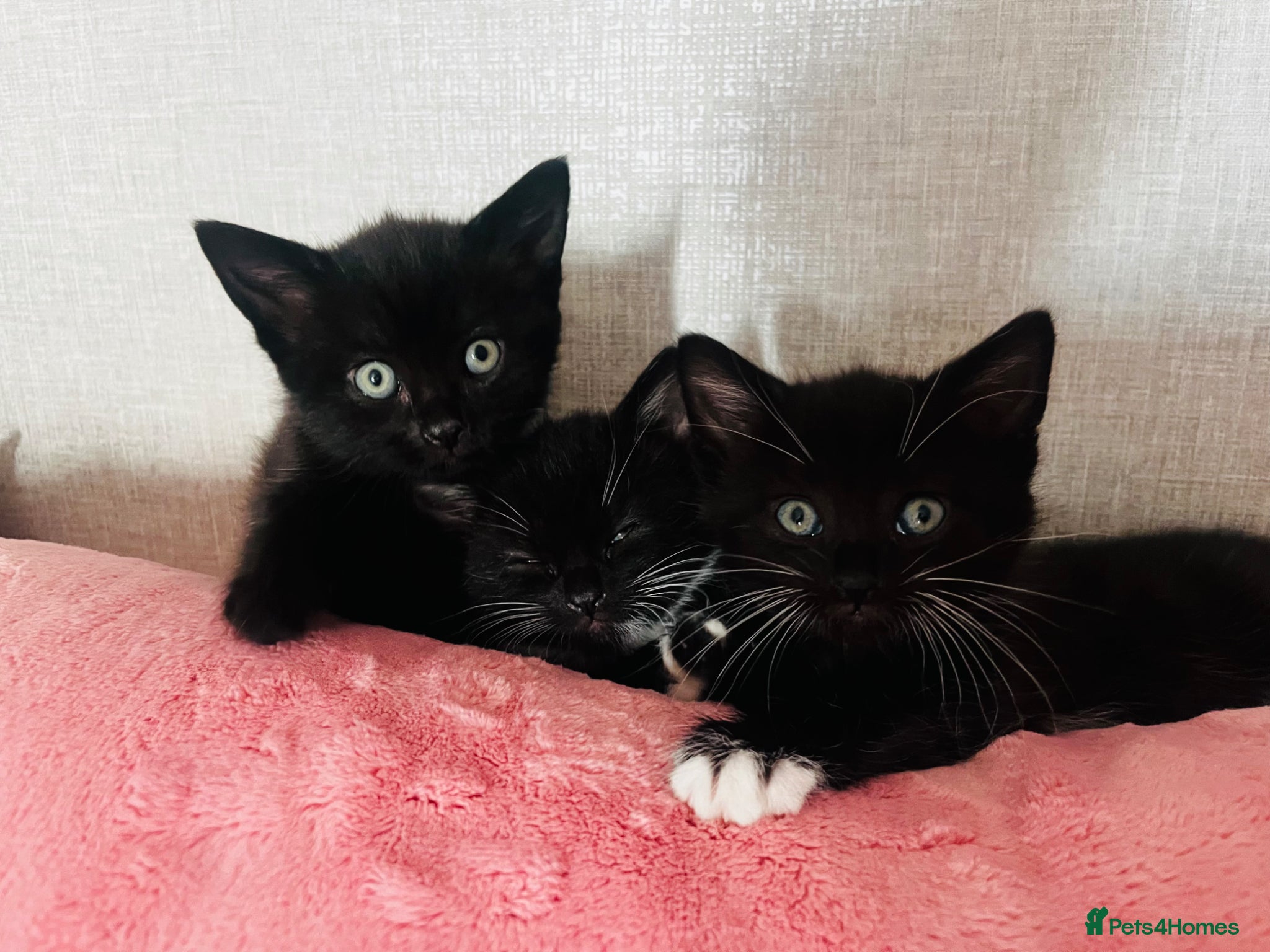 Mixed Breed cats Kittens half Russian blue ready now  - Advert 12