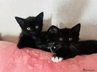 Mixed Breed cats Kittens half Russian blue ready now - Advert 12