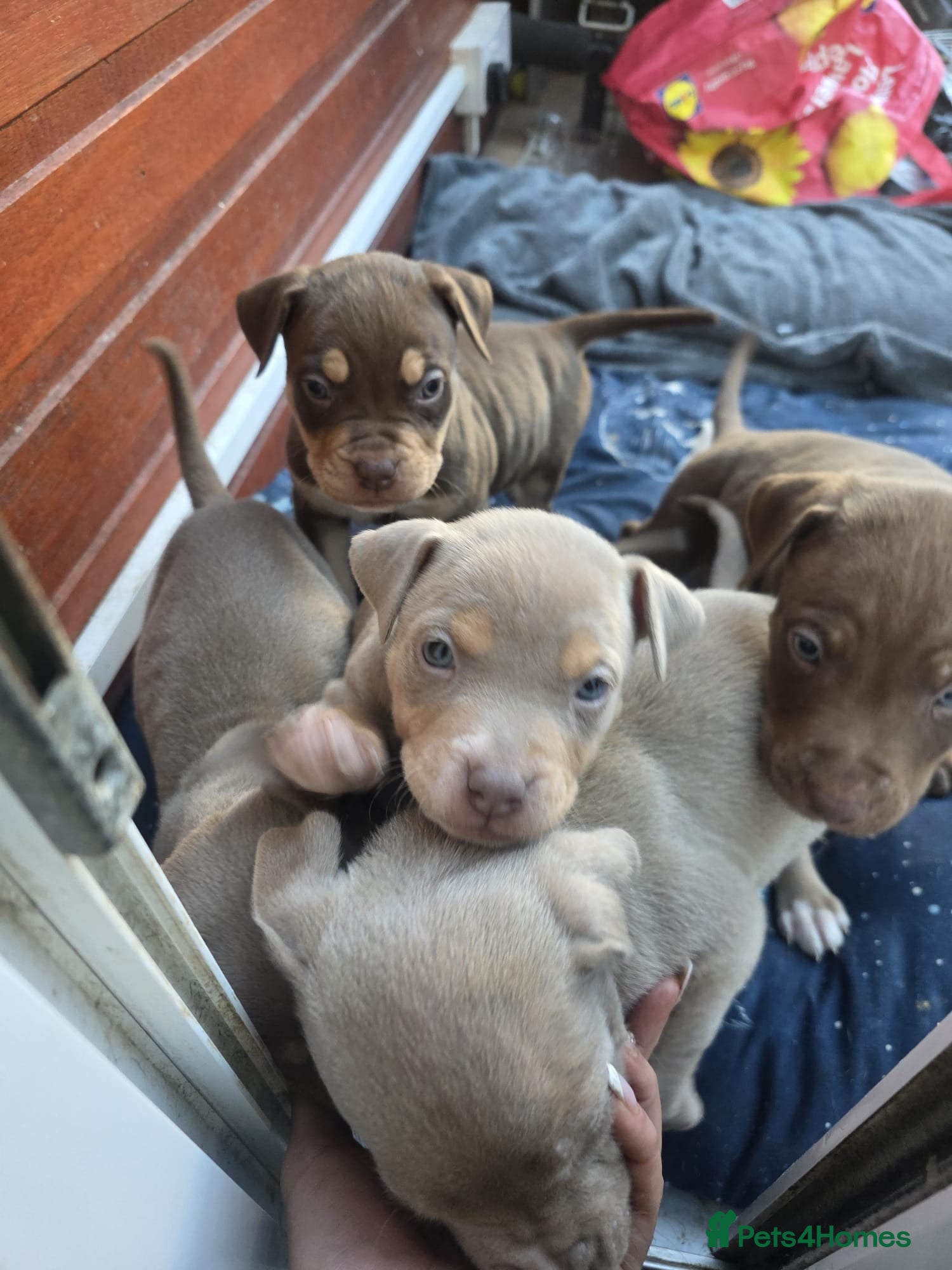 Mixed Breed dogs Doberman X Bully - Advert 3