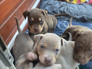 Mixed Breed dogs Doberman X Bully - Advert 14