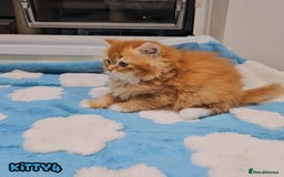 British Shorthair cats for sale: Adorable Kittens Ready For Reservation  - Image 10