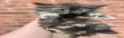 Maine Coon cats for sale: Maine coon x British short hair kittens  - Advert 6