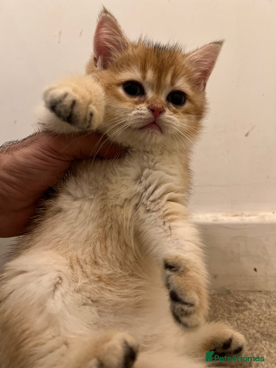 British Shorthair cats for sale: Only two boys left ready to go ❤️ - Image 5