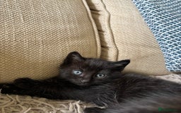 Mixed Breed cats for sale: 5 gorgeous kittens available  - Image 3