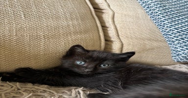 Mixed Breed cats - Advert 9