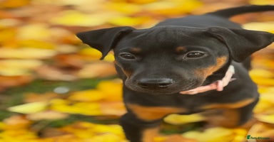 Dobermann dogs - Advert 5