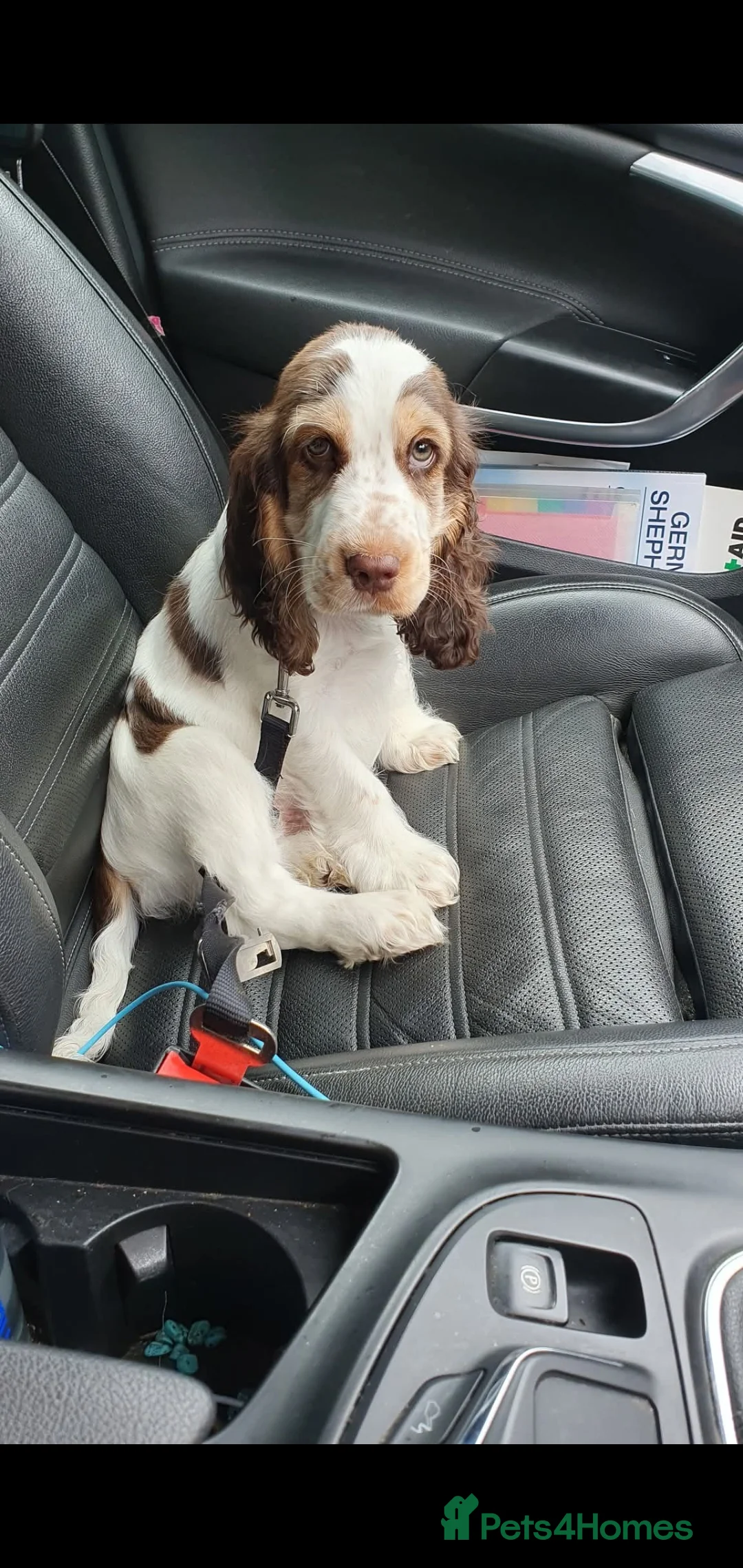 Cocker Spaniel dogs for stud: Show cocker Chocolate Roan stud - Advert 5