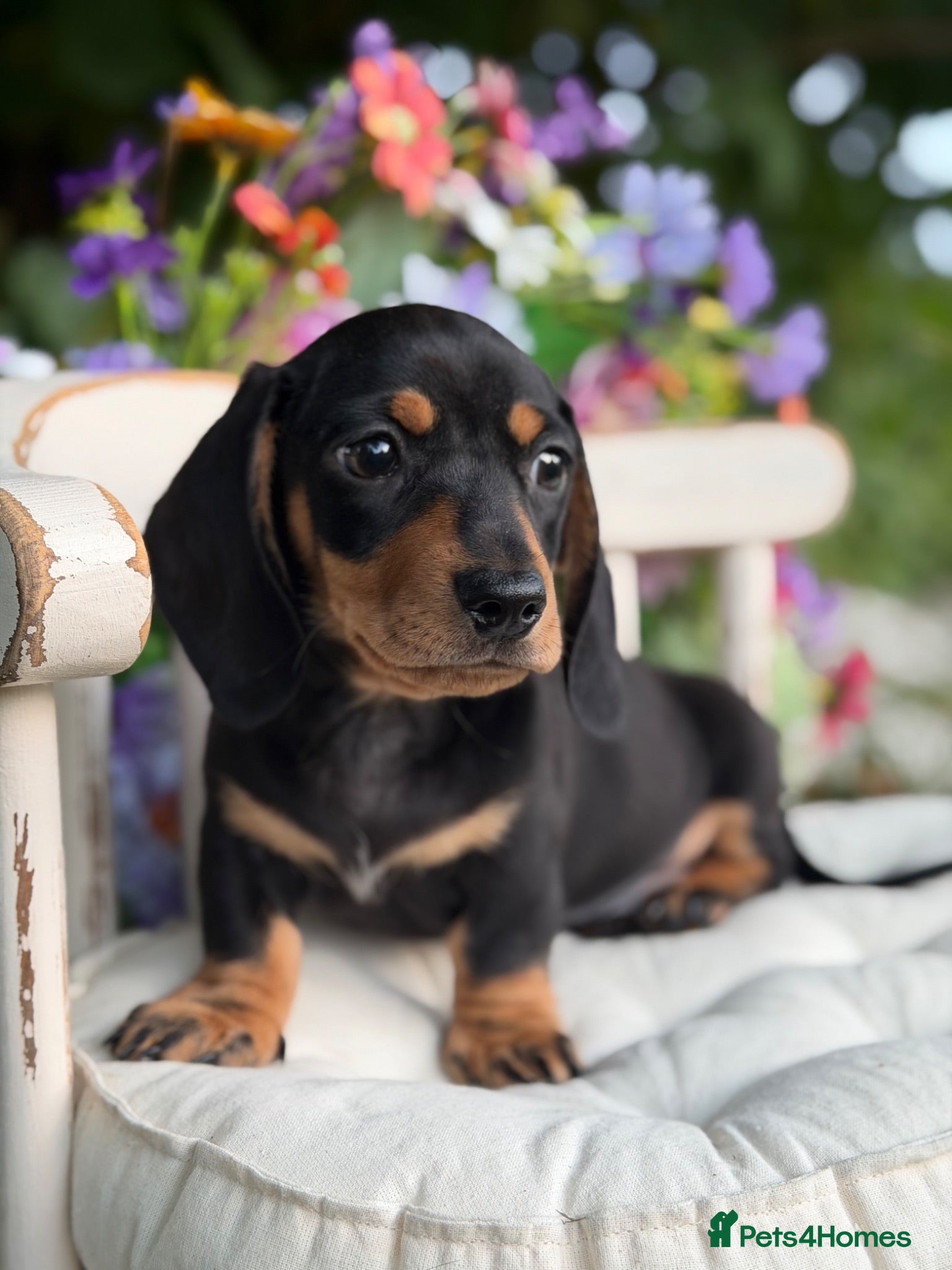 Miniature Dachshund dogs KC Miniature Dachshund Puppies - Advert 2