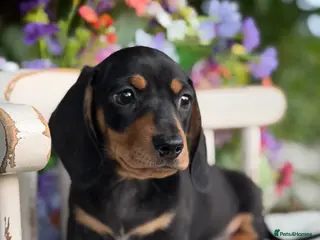 Miniature Dachshund dogs KC Miniature Dachshund Puppies - Advert 12