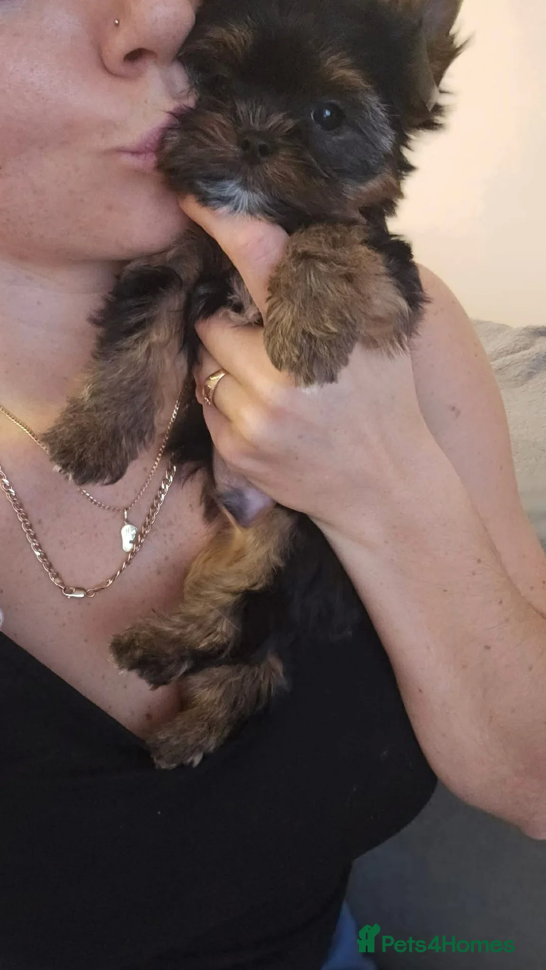 Yorkshire Terrier dogs for sale: Yorkshire terrier boy puppy  - Advert 1