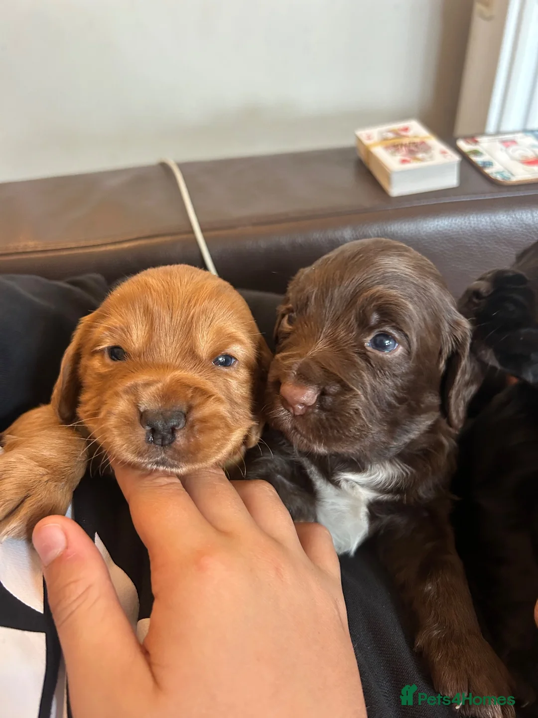 Cocker Spaniel dogs for sale: KC Registered Working Cocker Spaniel Puppies - Advert 1