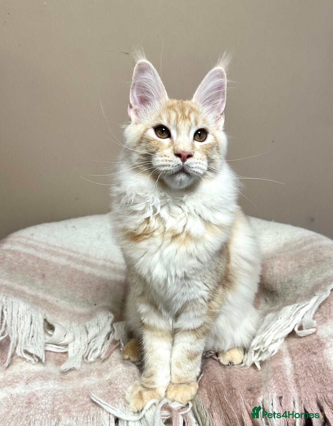 Maine Coon cats for sale: Tica registered Maine Coon kitten - Advert 2