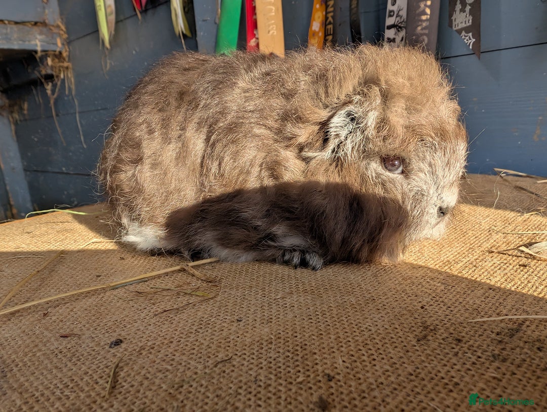 Guinea Pig rodents for sale: Swiss bonded baby boys - Image 4