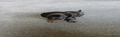 Miniature Dachshund 2