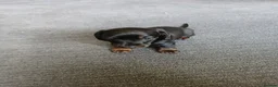 Miniature Dachshund dogs for sale: Miniature dachshund - Advert 5