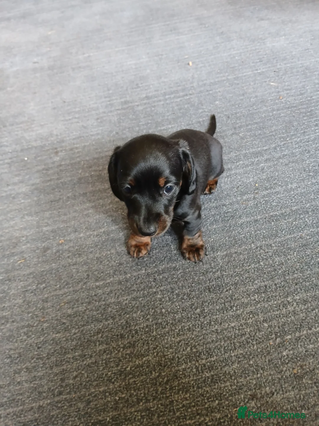 Miniature Dachshund dogs for sale: Miniature dachshund - Advert 5