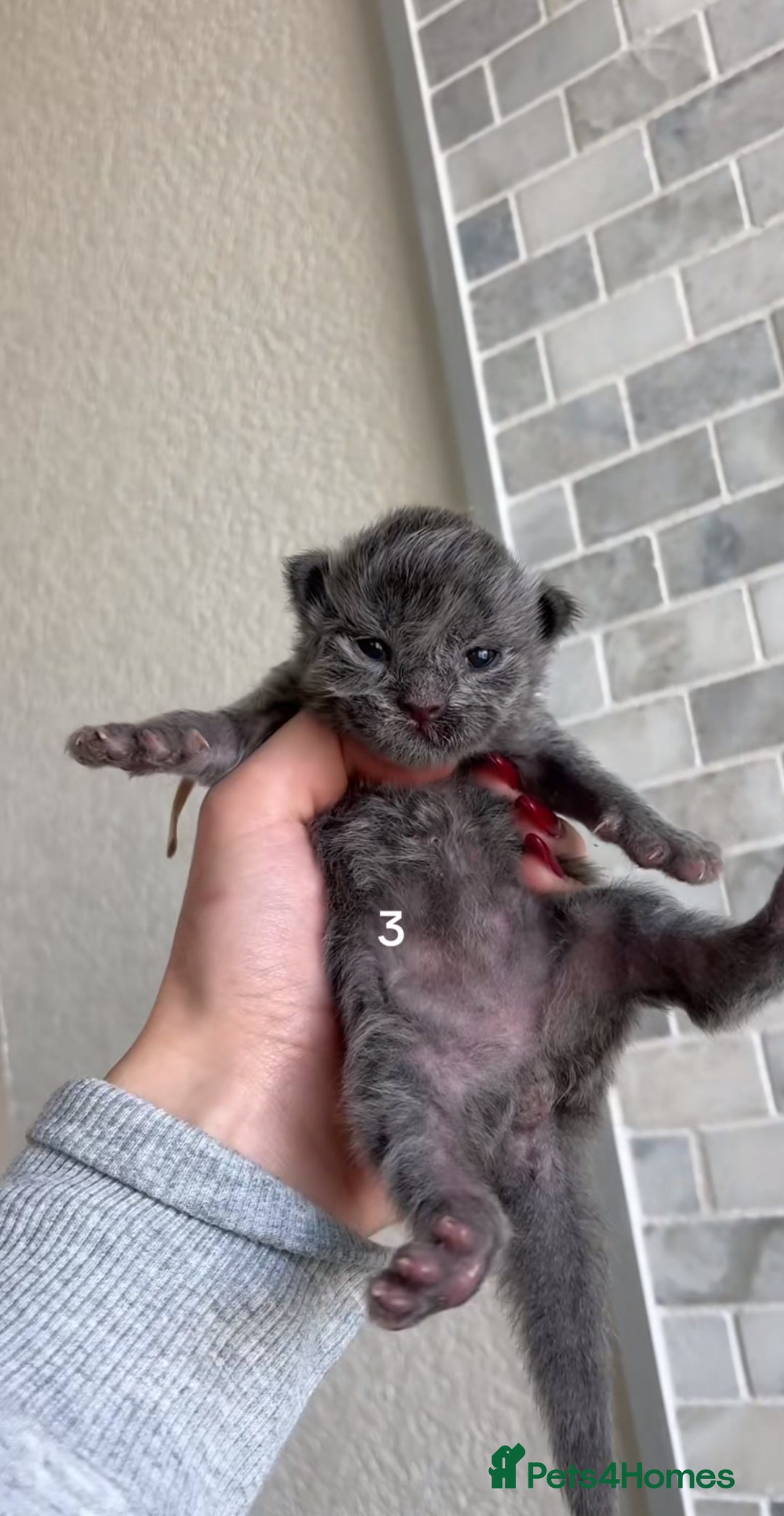 Maine Coon cats for sale: BEAUTIFUL MAINE COON KITTENS - Advert 5