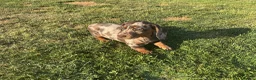 Miniature Dachshund dogs for sale: Miniature dachshund pups.KC reg&council licensed - Advert 13