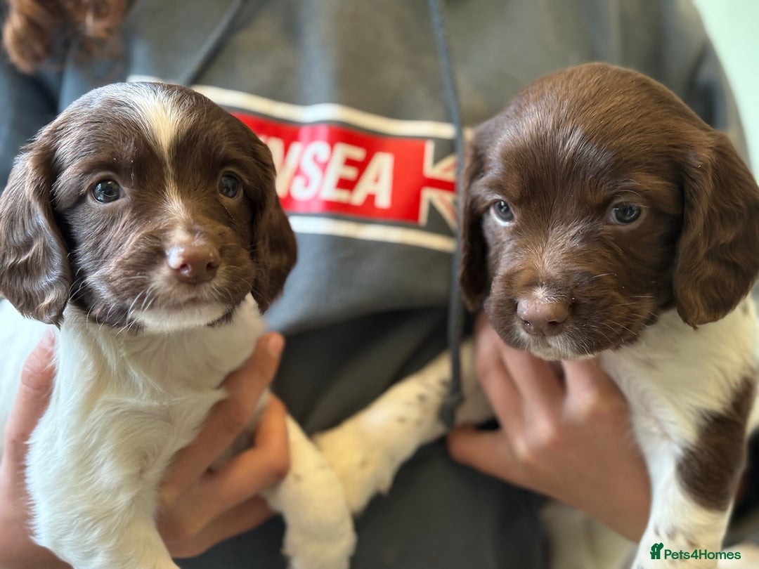 English Springer Spaniel dogs for sale: KC Registered English springer spaniel puppies. - Image 21