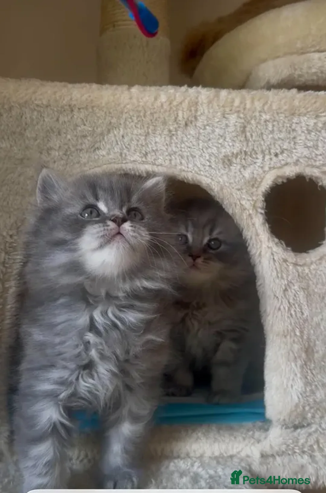 British Shorthair cats for sale: Beautiful British Shorthair Kittens - Advert 34
