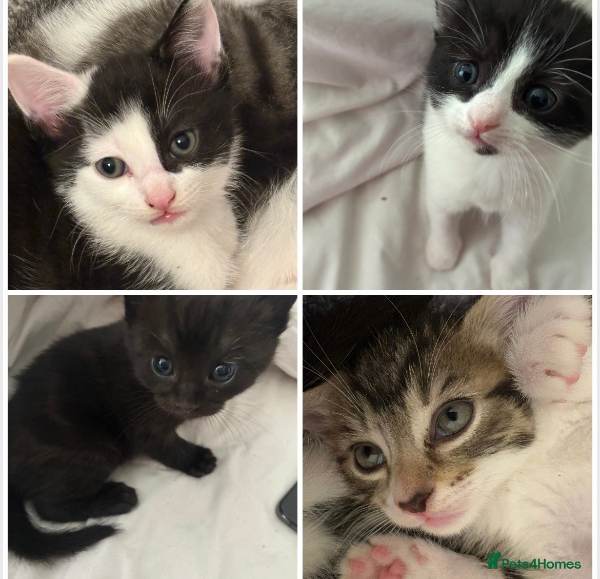 Mixed Breed cats 4 kittens from 2 queens  - Advert 1