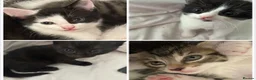 Mixed Breed cats for sale: 4 kittens from 2 queens  - Advert 2