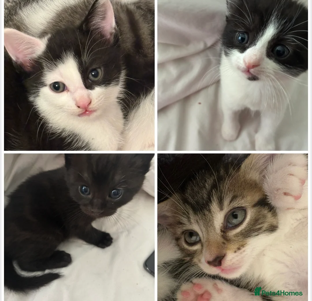 Mixed Breed cats for sale: 4 kittens from 2 queens  - Advert 2
