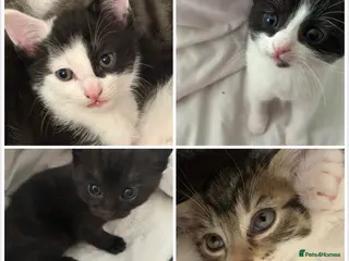 Mixed Breed cats 4 kittens from 2 queens - Advert 1