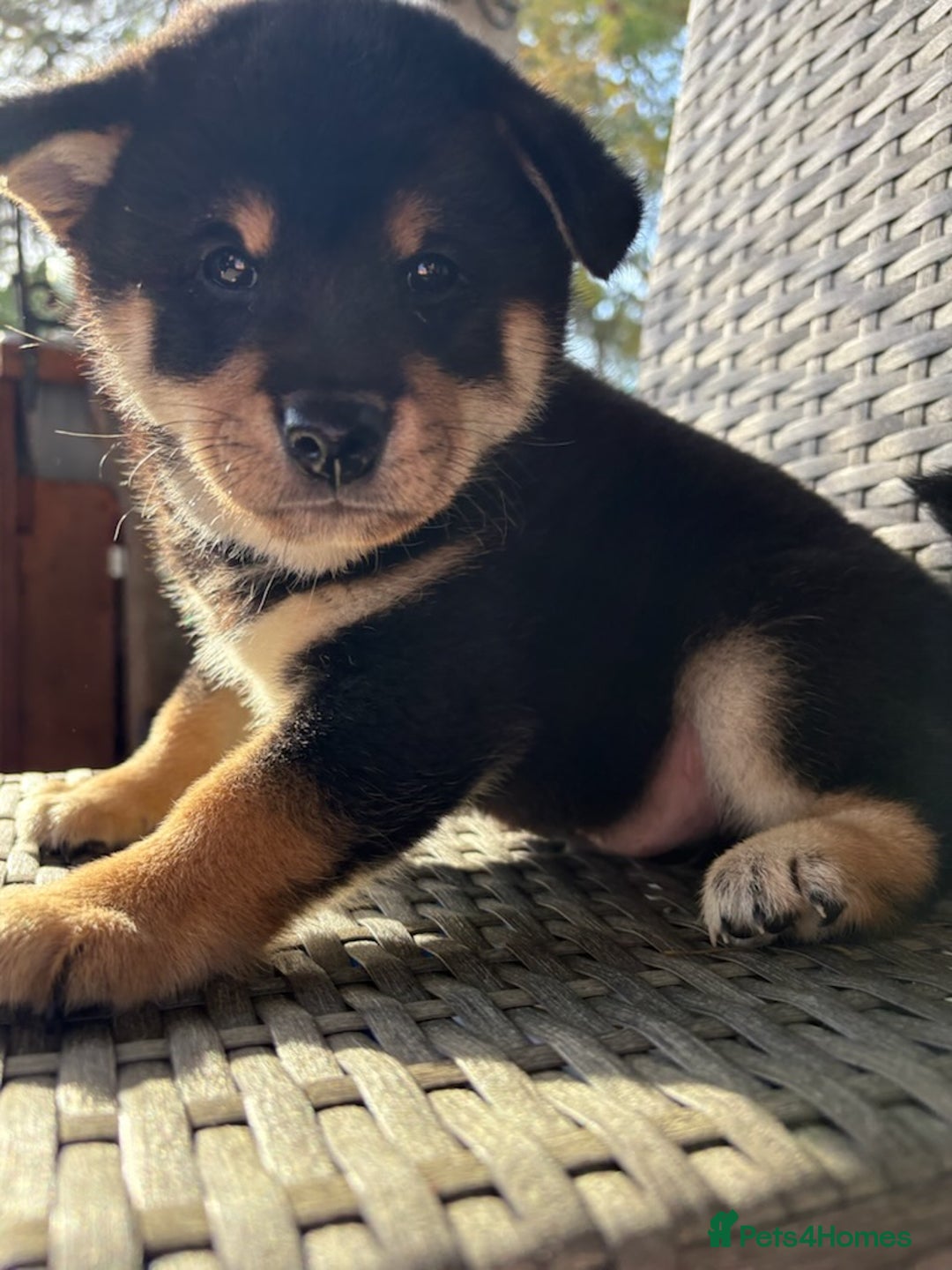 Japanese Shiba Inu dogs for sale: Multi champion Japanese Shiba Inu’s - Image 17