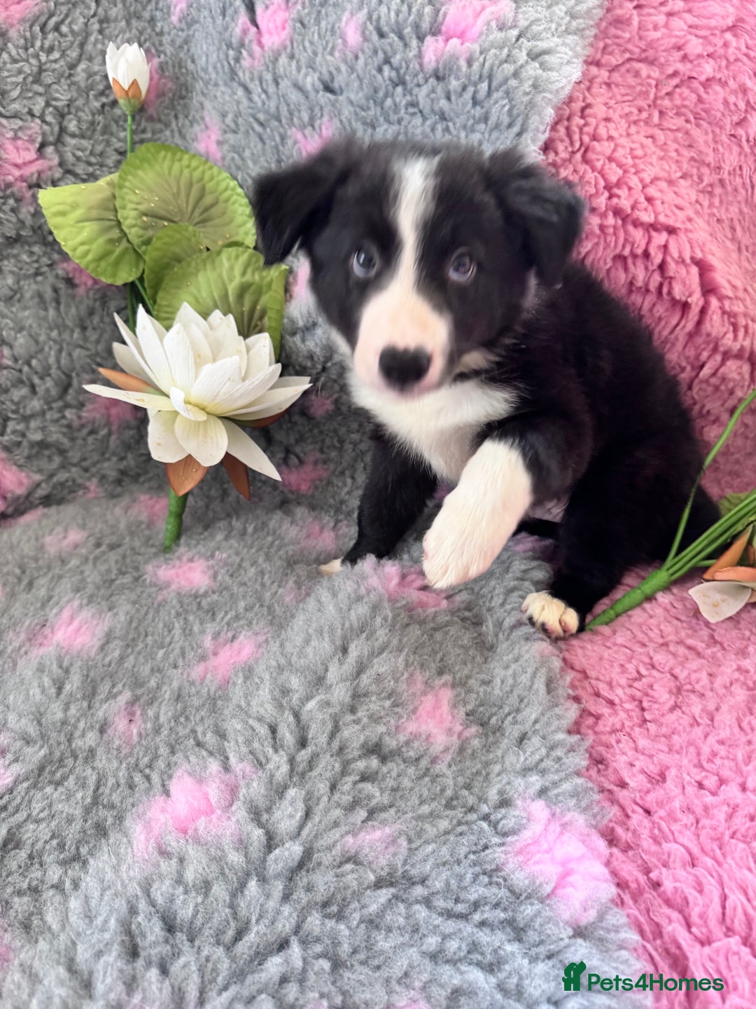 Border Collie dogs for sale: Beautiful 3rd generation black/white puppies  - Image 4