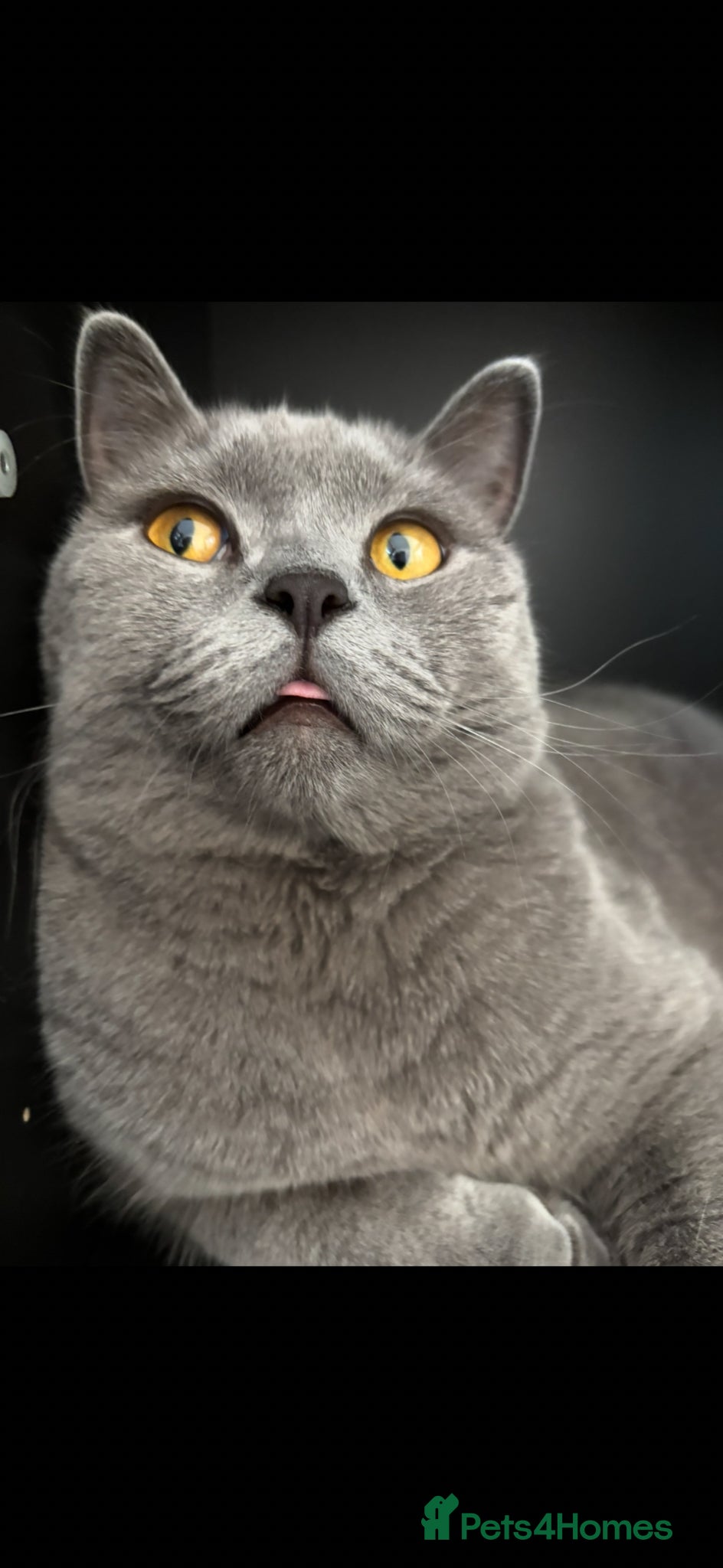 British Shorthair cats British Shorthair Boy  - Advert 1