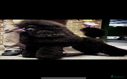 Miniature Poodle dogs for sale: Miniature poodle puppy’s  - Advert 8