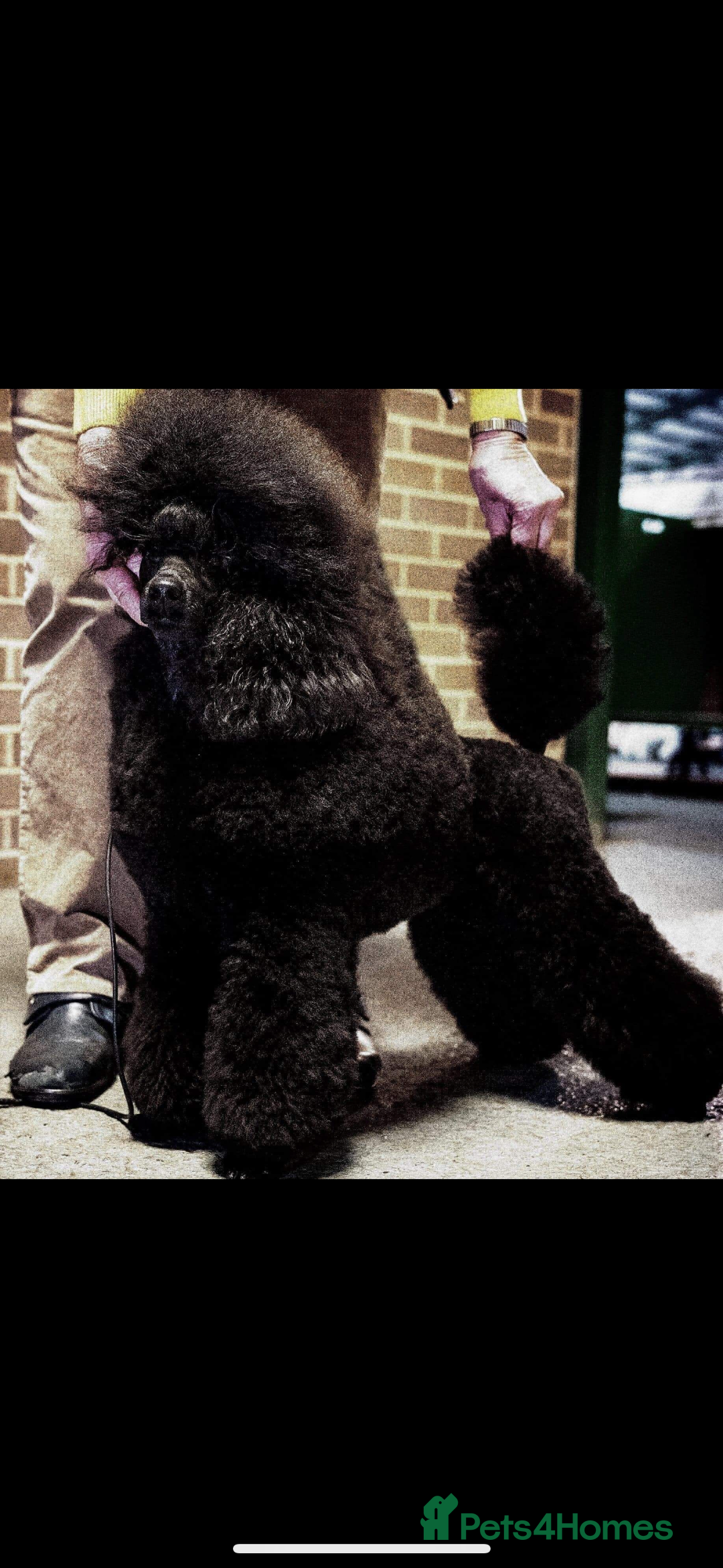 Miniature Poodle dogs for sale: Miniature poodle puppy’s  - Advert 8