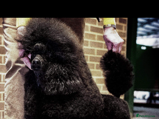 Miniature Poodle dogs 2 boy Miniature poodle puppy’s ready to leave now! - Advert 3