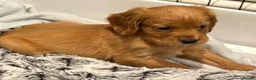 Cocker Spaniel dogs for sale: Beautiful working cocker spaniels  - Advert 17