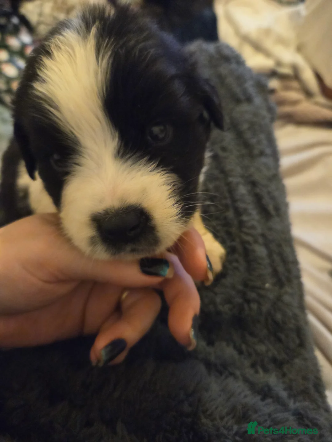 Mixed Breed dogs for sale: Beautiful Saint Bernewfie Puppies  - Advert 2