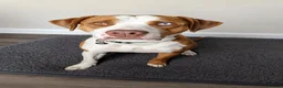 Mixed Breed dogs for sale: Chief  - Advert 7