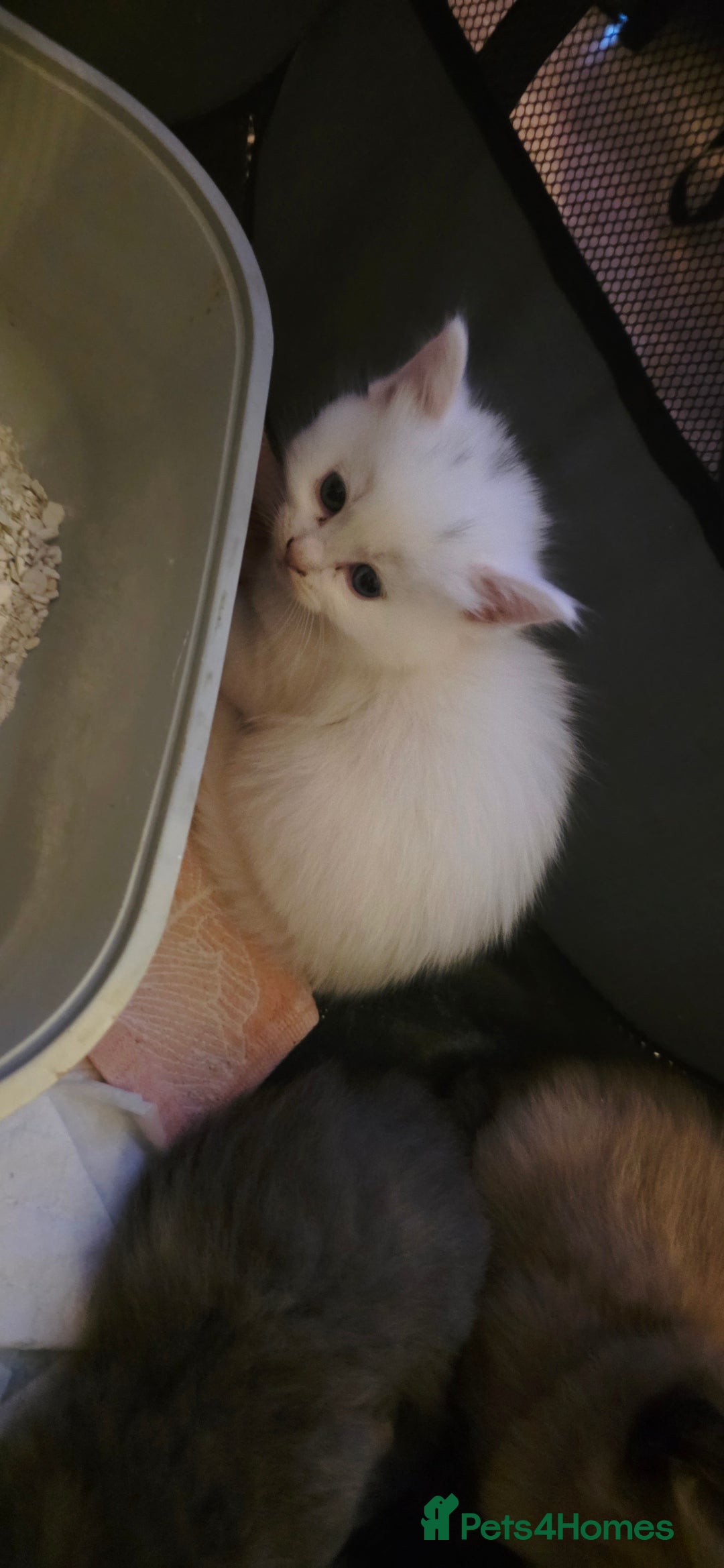 Ragdoll cats for sale: Ragdoll mum kittens - Image 3