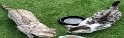 Bengal cats for sale: Silver Bengal mother & two male kittens for sale in Birmingham - Advert 5