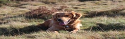 Golden Retriever dogs for stud: PROVEN & HEALTH TESTED Dark Red KC Retriever Stud - Advert 16