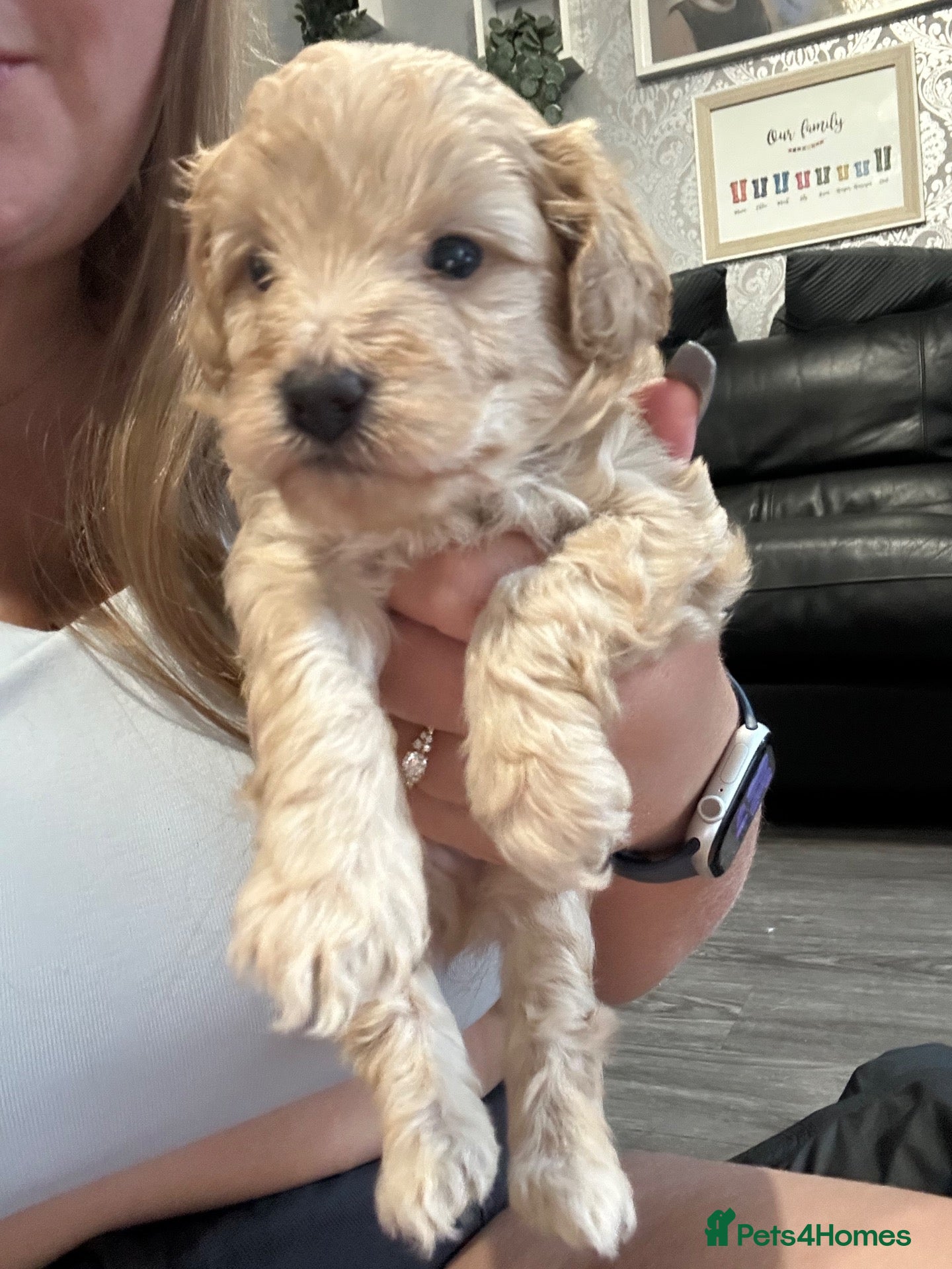 Cockapoo dogs Gorgeous Toy cockapoo puppies one boy left  - Advert 1